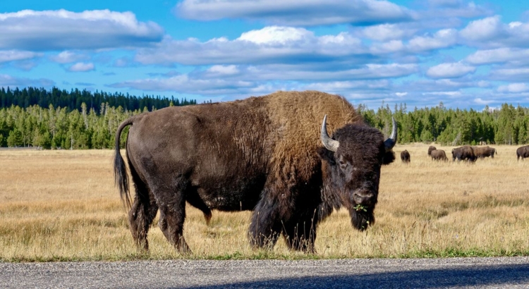 USA Yellowstone Bison Foto iStock Joseph Tointon