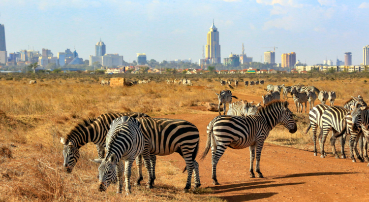 Kenia Nairobi Nationalpark Zebras iStock chingting huang.jpg